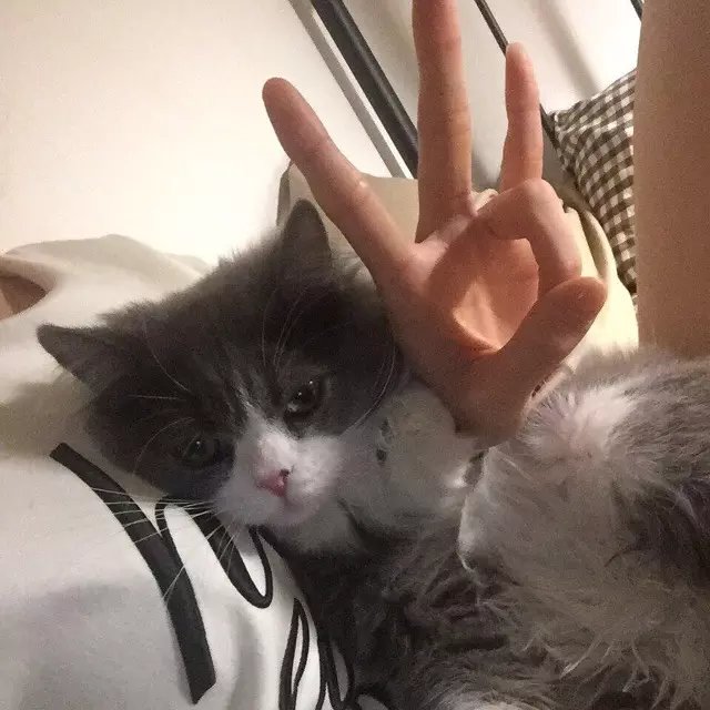 傅震枫慧
